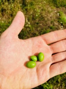 varietà di olivo