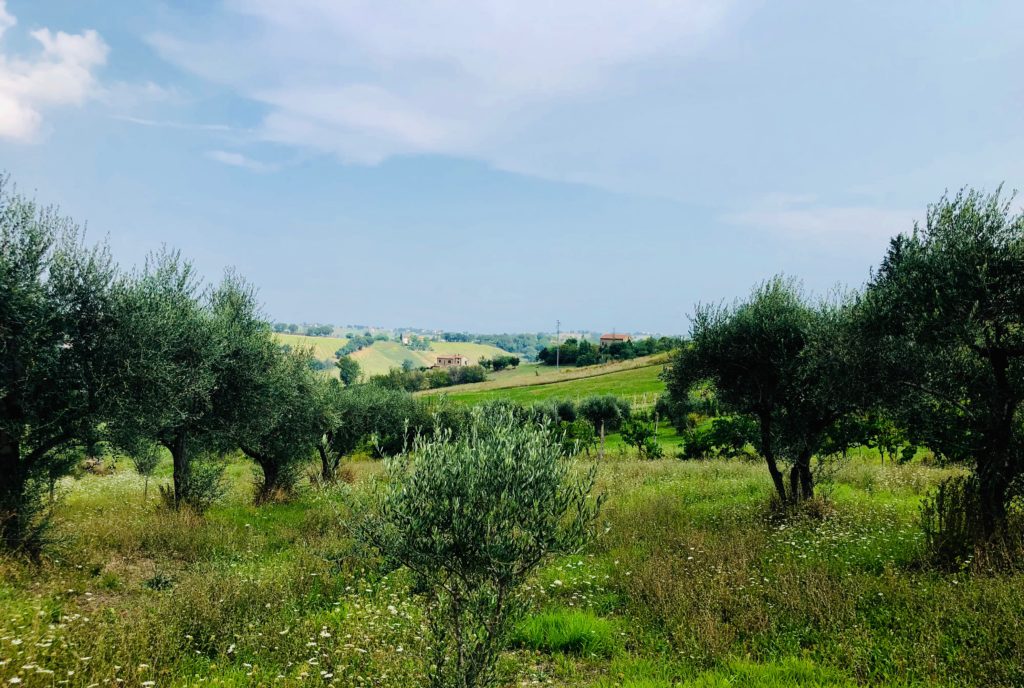 varietà di olivo