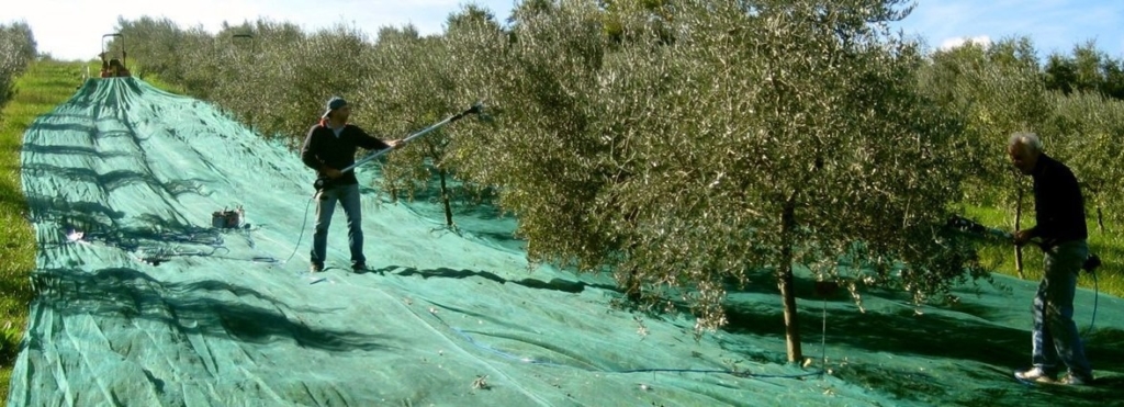 raccolta delle olive