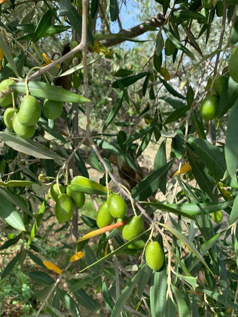 olive drupe