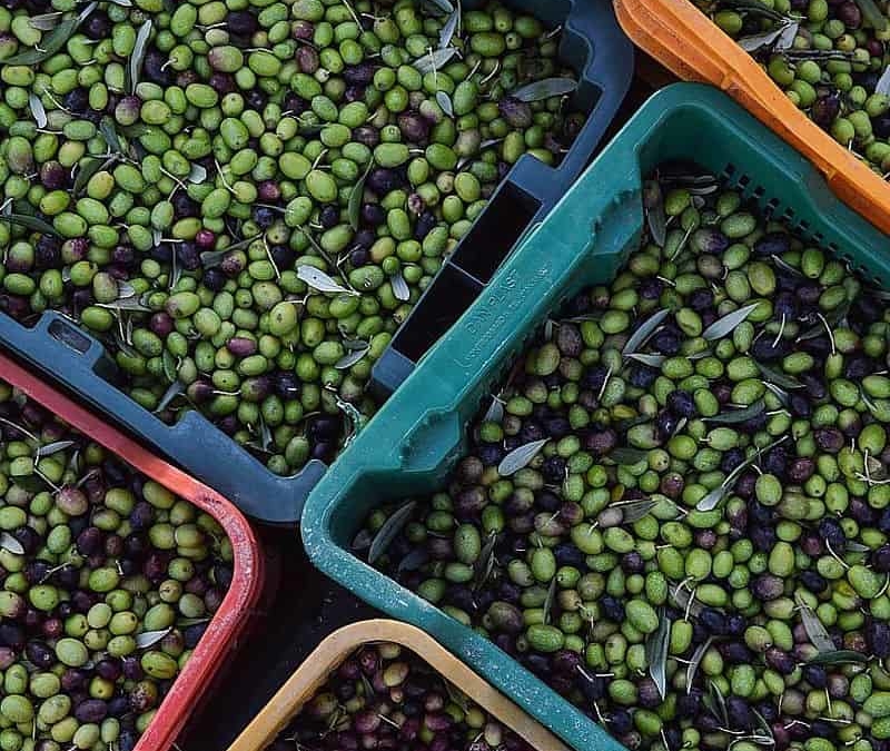 raccolta delle olive