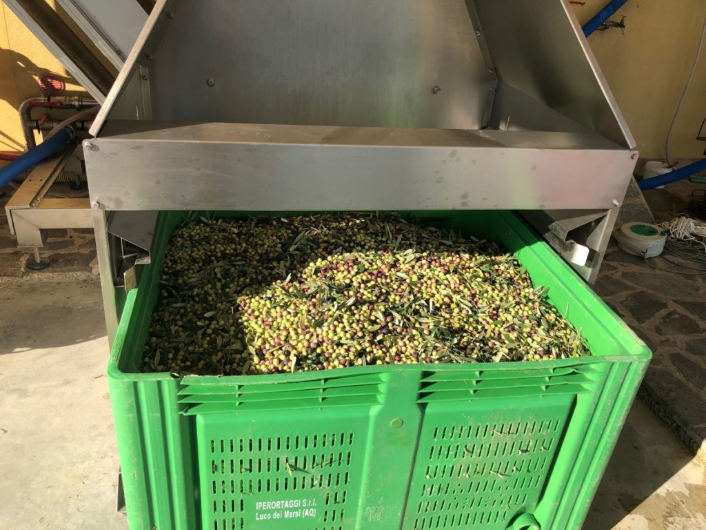 raccolta olive 1