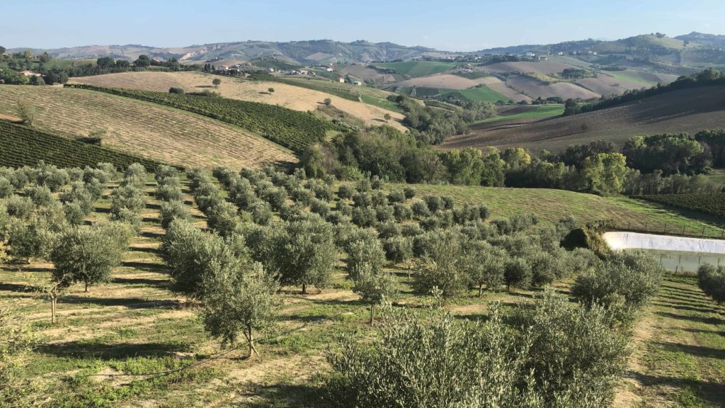 olive gregori