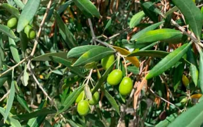 Che cosa vuol dire olio Evo?