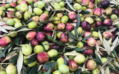 Le cultivar autoctone delle Marche: l’oliva Ascolana Tenera