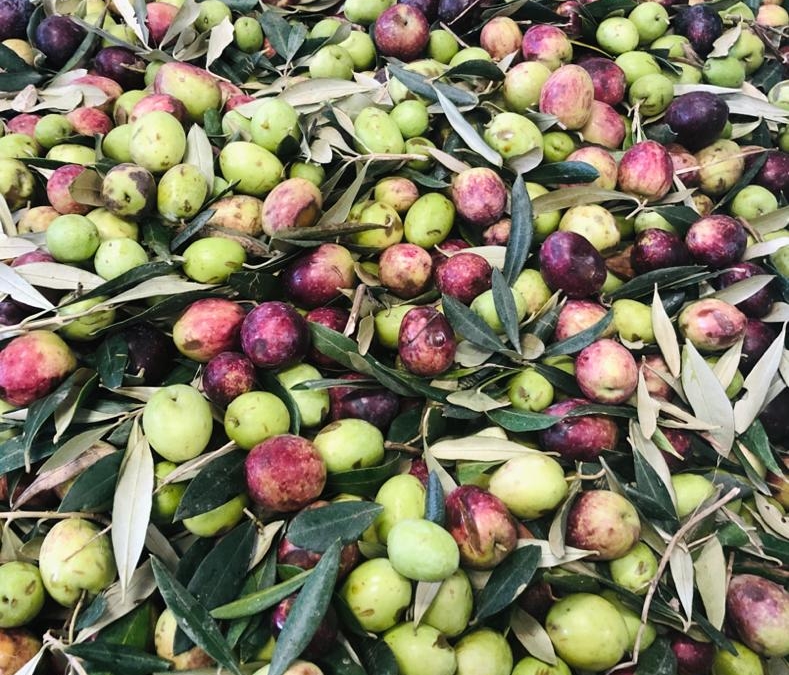 oliva-ascolana-tenera
