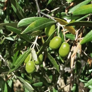 quante varietà di olivo