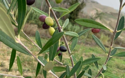 Quante e quali cultivar di olivo ci sono in Italia e nelle Marche?