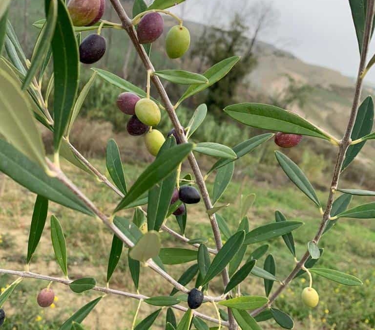 quante varietà di olivo