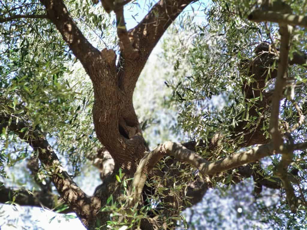 le caratteristiche dell'olivo
