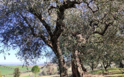 Le caratteristiche dell’olivo