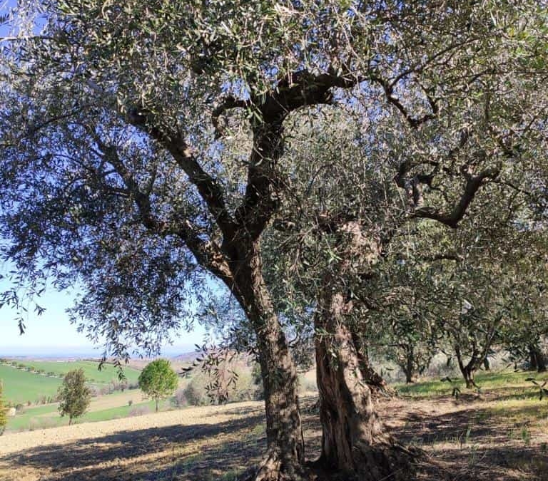 le caratteristiche dell'olivo