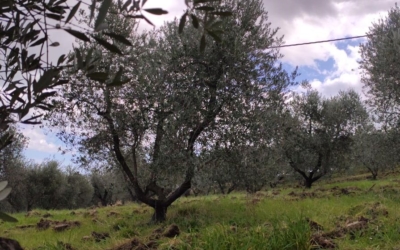 Le forme di allevamento dell’olivo