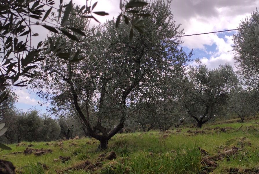 forma di allevamento dell'olivo