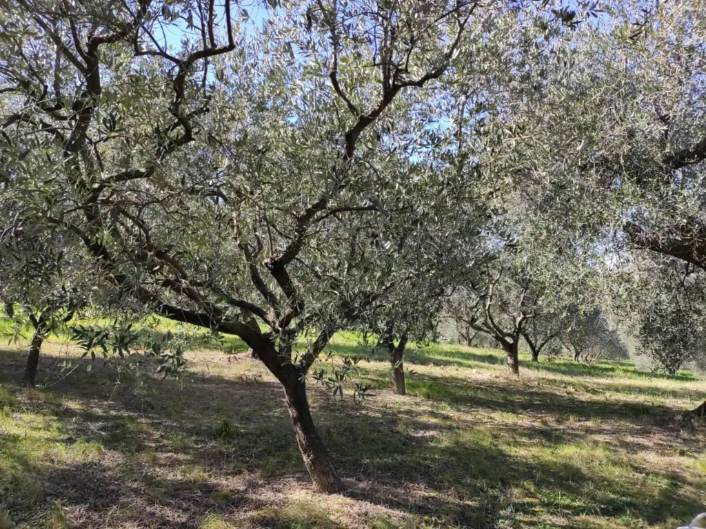 pianta di olivo