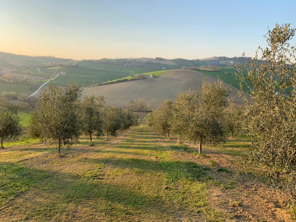 Oliveto Frantoio del Piceno